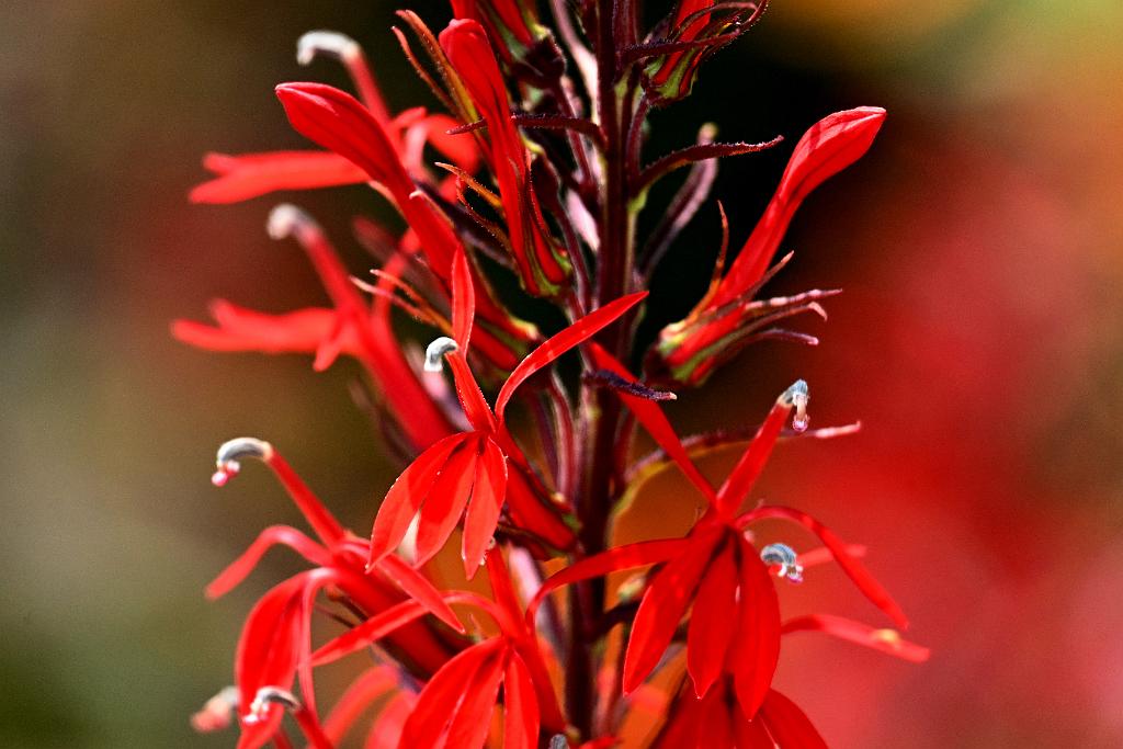 2025-08039884 Tower Hill Botanic Garden, MA.JPG - Cardinal Flower. New England Botanic Garden at Tower Hill, MA, 8-3-2025